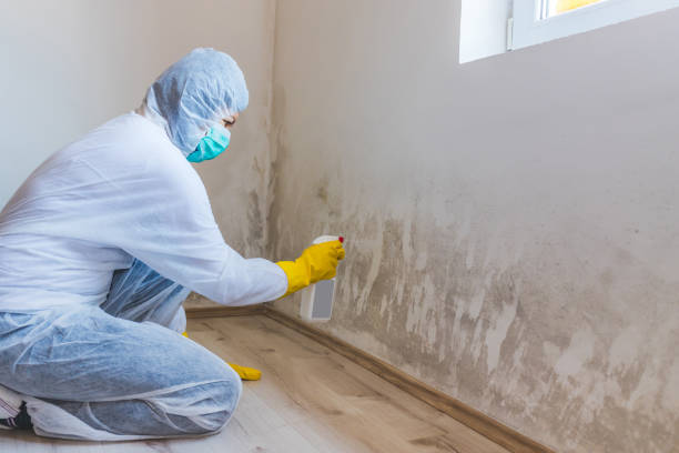 Licensed Commercial Mold Remediation service in Ferndale, PA - WQB Mold Removal